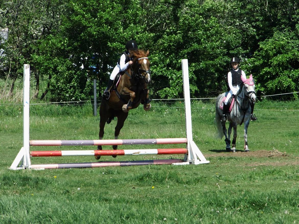 DSP ROSENKILDES MARQUIS - Det er stjerneklart, du er en stjerne for mig. billede 3