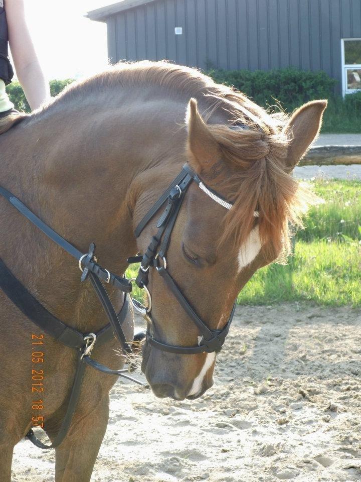 DSP ROSENKILDES MARQUIS - Marquis jeg elsker dig! billede 1