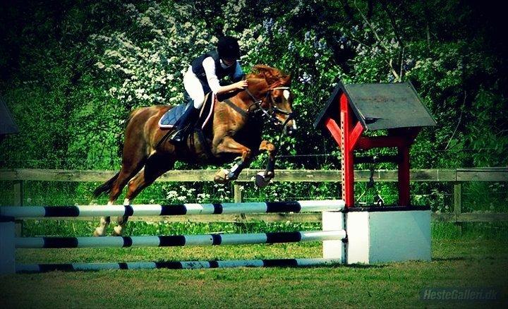 DSP ROSENKILDES MARQUIS - Den bedste hævn er at være lykkelig - og du gør det fuldt ud Marquis! billede 4