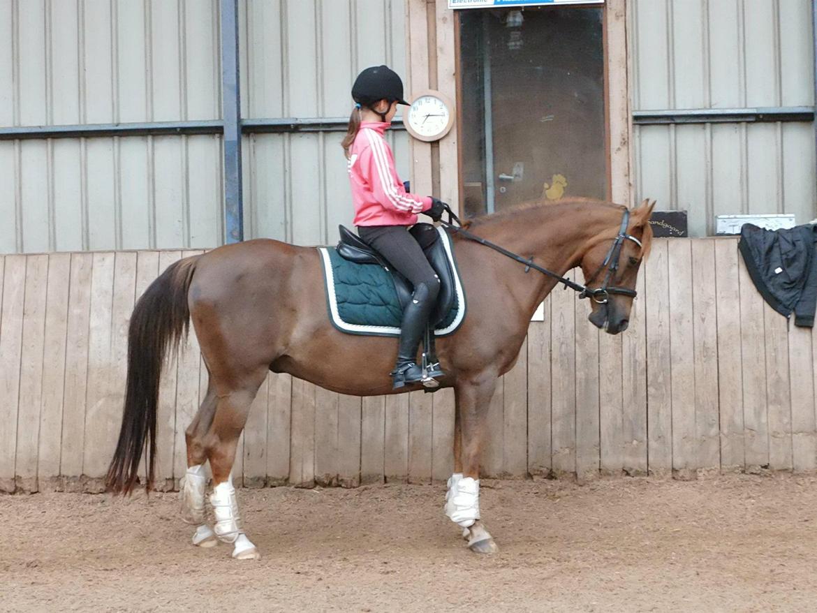 DSP ROSENKILDES MARQUIS - „Når nogen fortæller dig at du er smuk, mener de det ikke altid. Men når jeg siger til dig, at du er smuk, så mener jeg det helt fra hjertet.“ billede 7