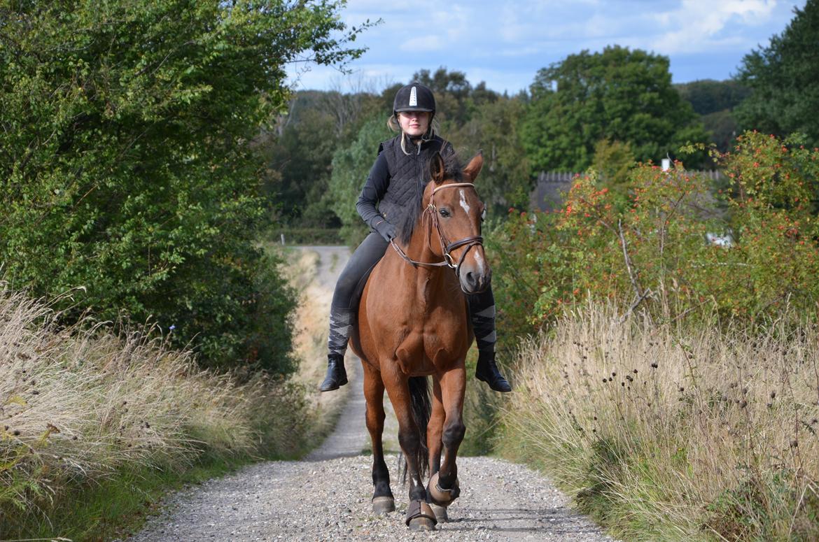 Anden særlig race Miranda [Drømmehesten] - Den 22/9-2012 billede 18