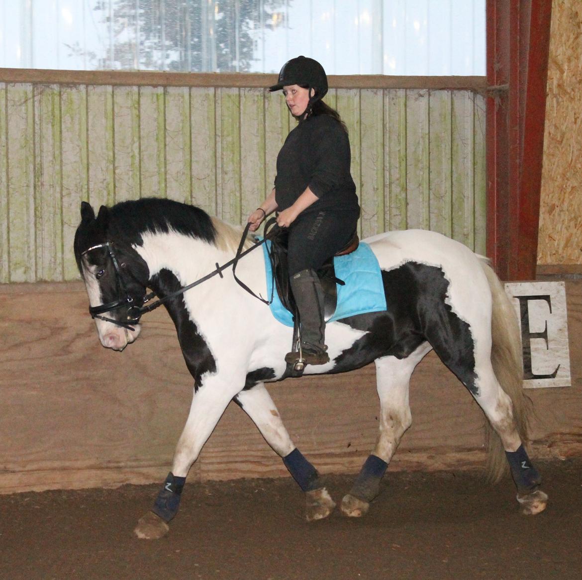 Irish Cob Renaldo (Nalle) R.I.P billede 15