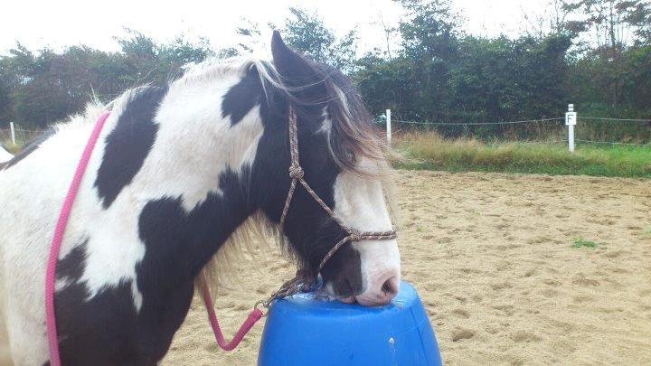 Irish Cob Ulla - Lidt horsemanship træning..  billede 16