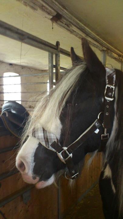 Irish Cob Ulla billede 15