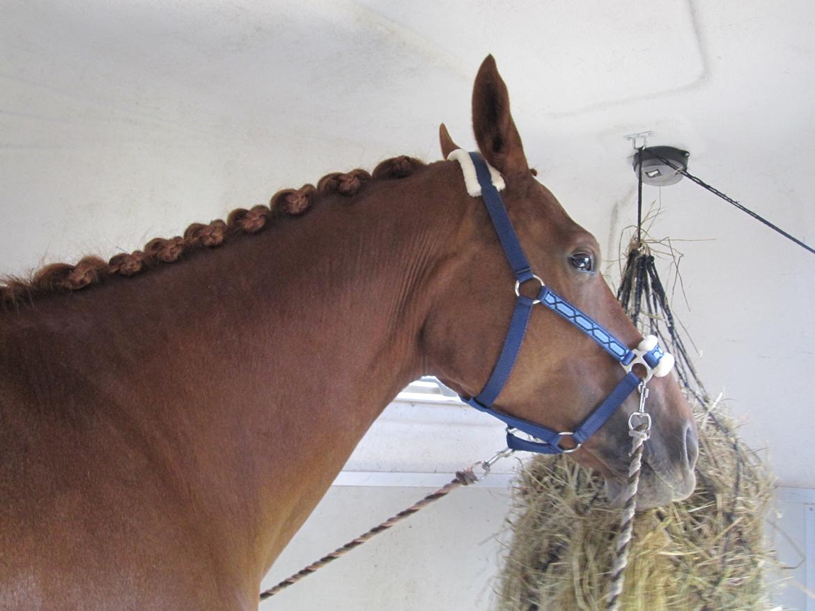 Anden særlig race Westsite Kalimero - Mors søøøde stævne hest :o)). - D. 22-09-2012. billede 18