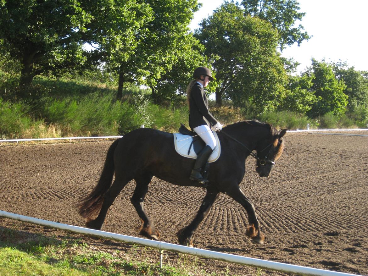 Frieser AKKE FAN DE SLACHTEDYK (Red og passede) - Midt i en LD2 formentlig til Akkes første stævne, d.23. sept. 2012 :) billede 8