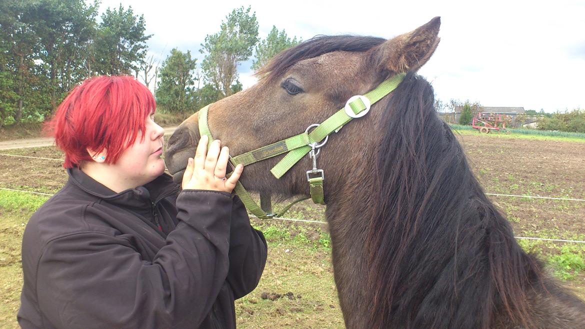 Irish Cob Crossbreed Mammut-the ice age elephant billede 1