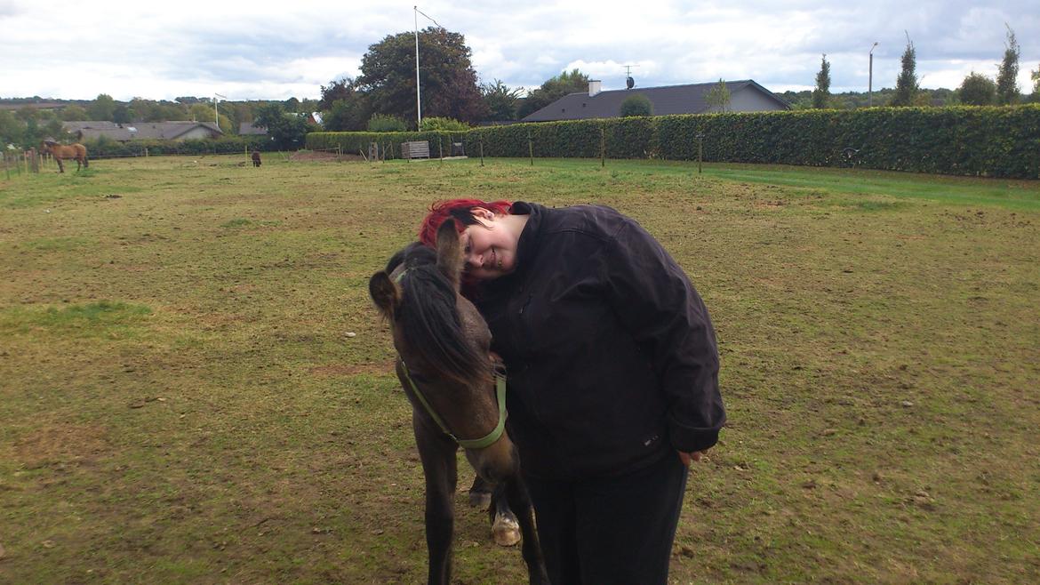 Irish Cob Crossbreed Mammut-the ice age elephant billede 13