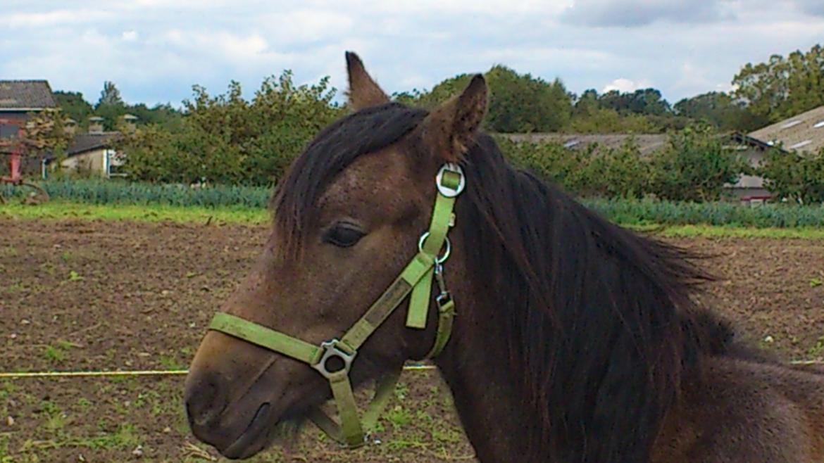 Irish Cob Crossbreed Mammut-the ice age elephant billede 14