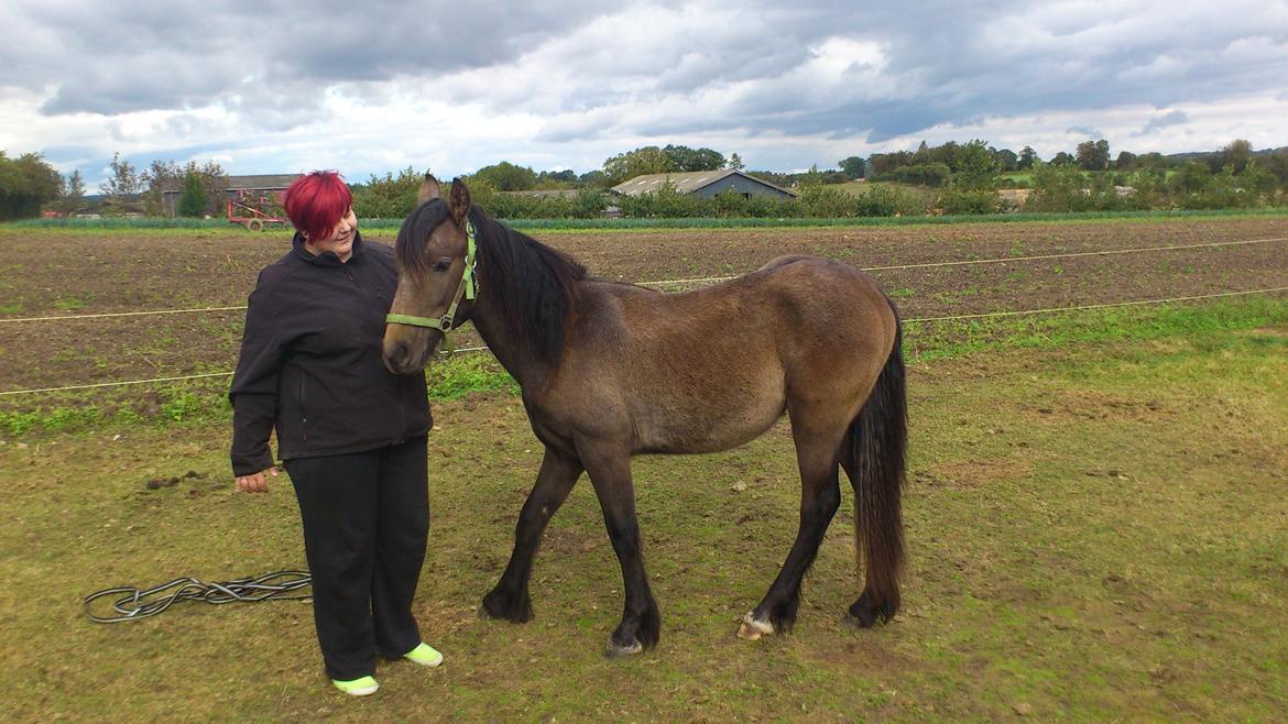 Irish Cob Crossbreed Mammut-the ice age elephant billede 15