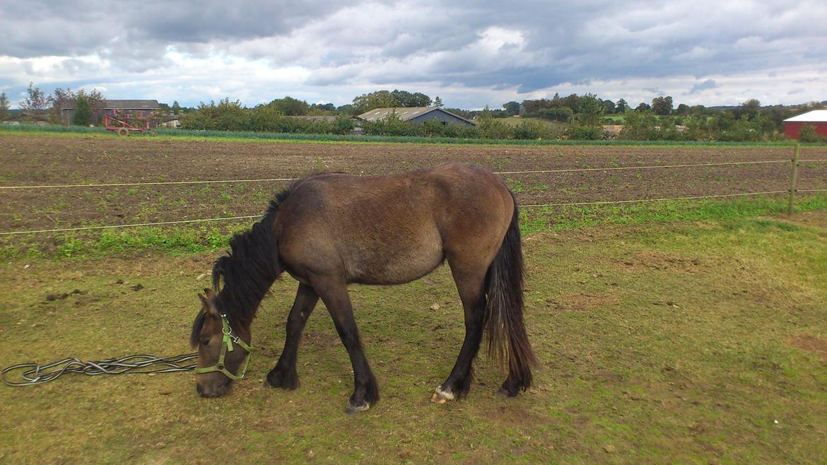 Irish Cob Crossbreed Mammut-the ice age elephant billede 16