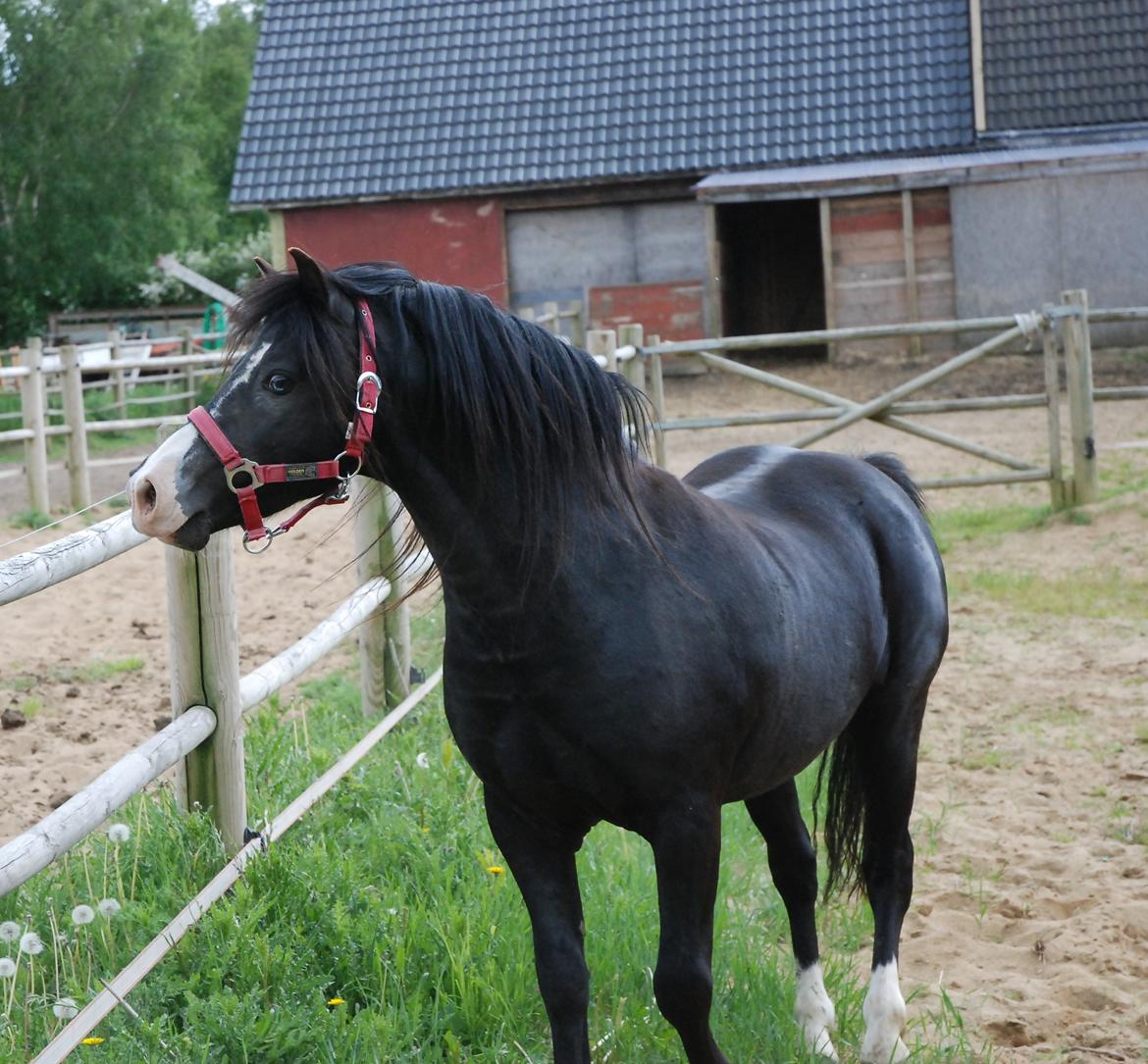 Welsh Mountain (sec A) Bjerregårds Balder Avlshingst billede 2