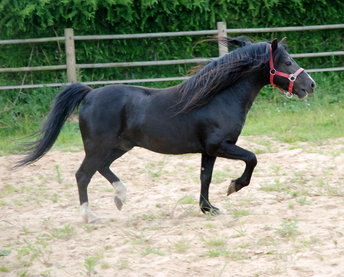 Welsh Mountain (sec A) Bjerregårds Balder Avlshingst billede 9