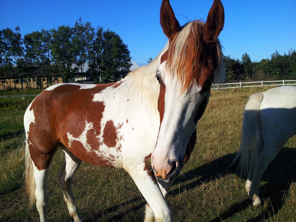 Pinto Elmegårdens Brilliant  billede 4