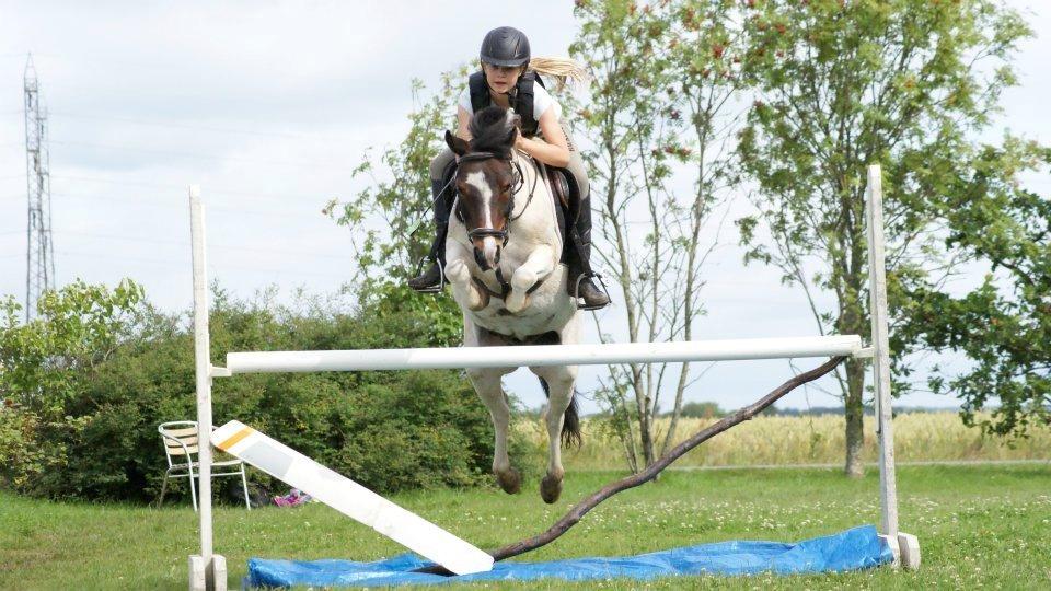 Anden særlig race MAGNUM billede 6