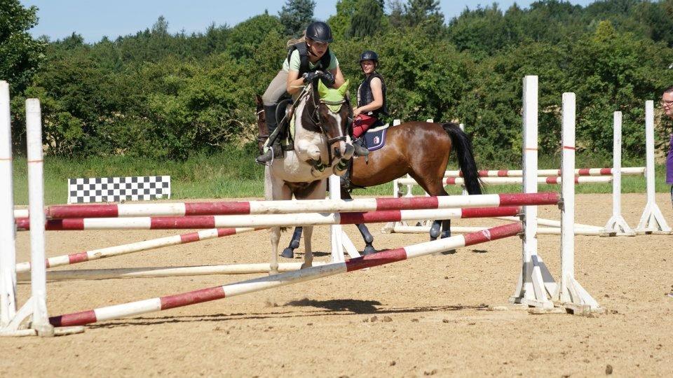 Anden særlig race MAGNUM billede 7