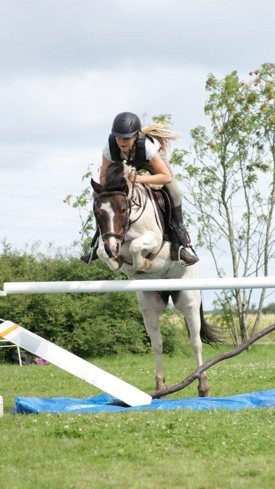 Anden særlig race MAGNUM billede 8