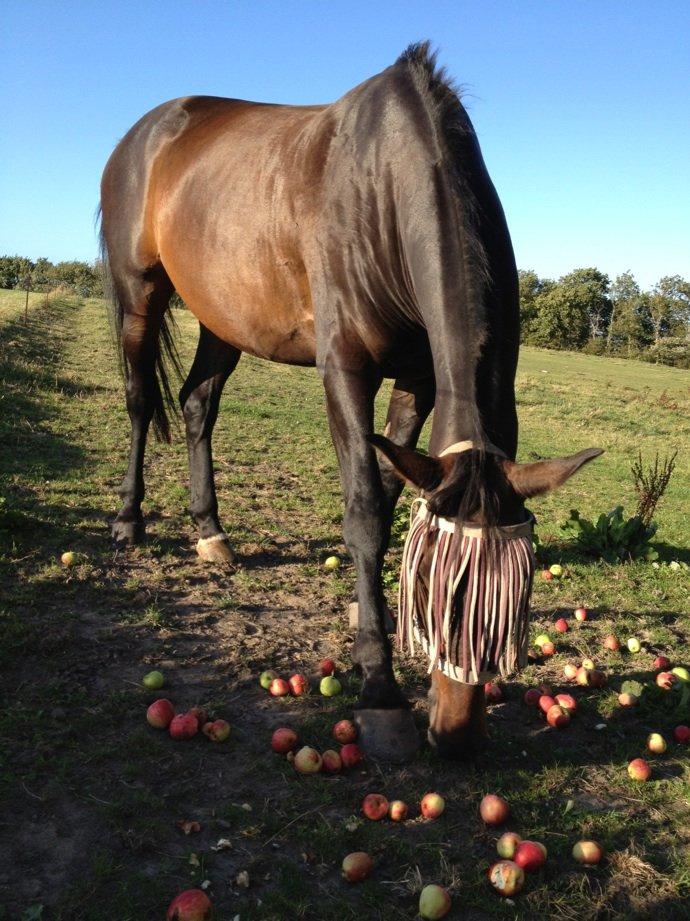 Anden særlig race Waneesha billede 3