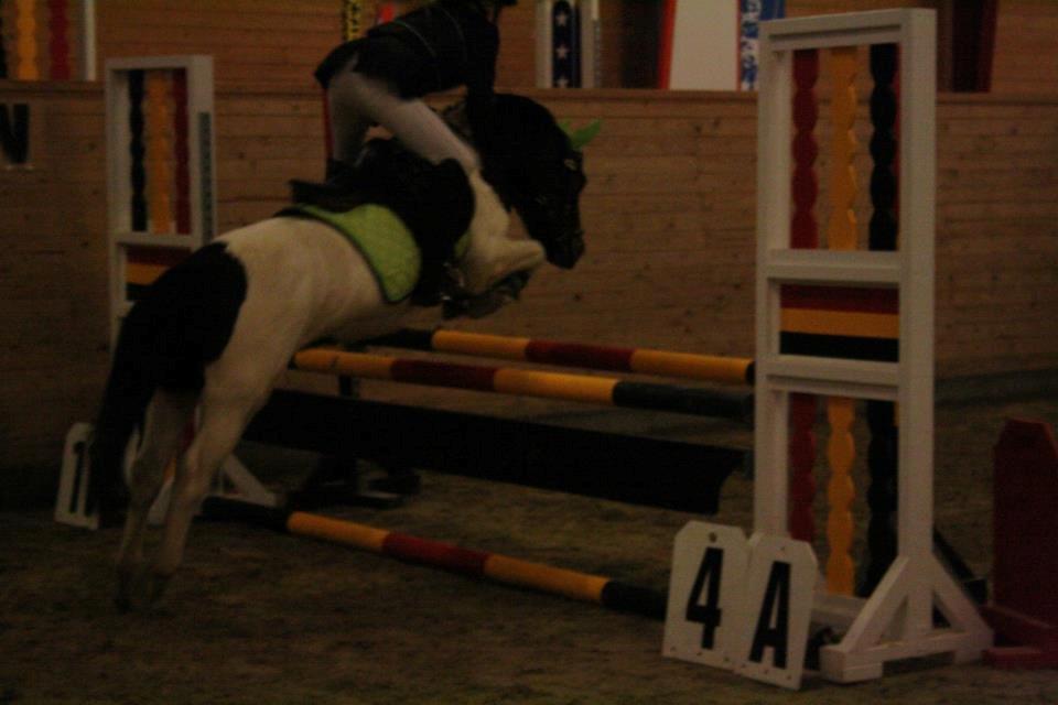 Anden særlig race MAGNUM - Foto: Stine S. LA i Egum 1. plads. billede 11