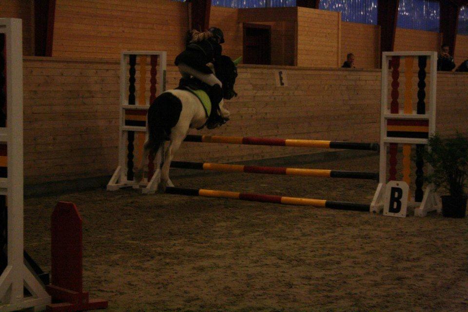 Anden særlig race MAGNUM - Foto: Stine S. LA i Egum 1. plads. billede 12