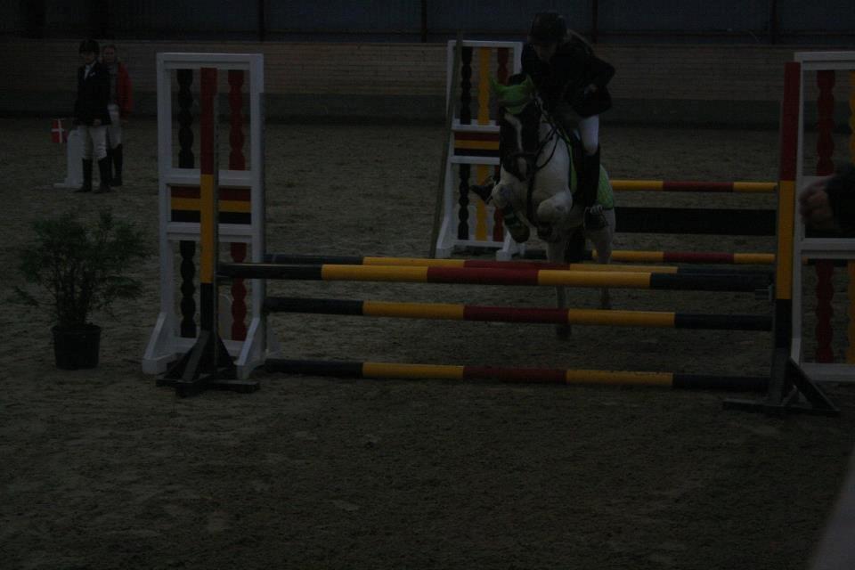 Anden særlig race MAGNUM - Foto: Stine S. LA i Egum 1. plads. billede 13