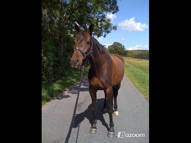 Anden særlig race Waneesha billede 6