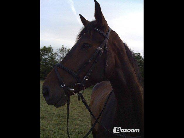 Anden særlig race Waneesha billede 7