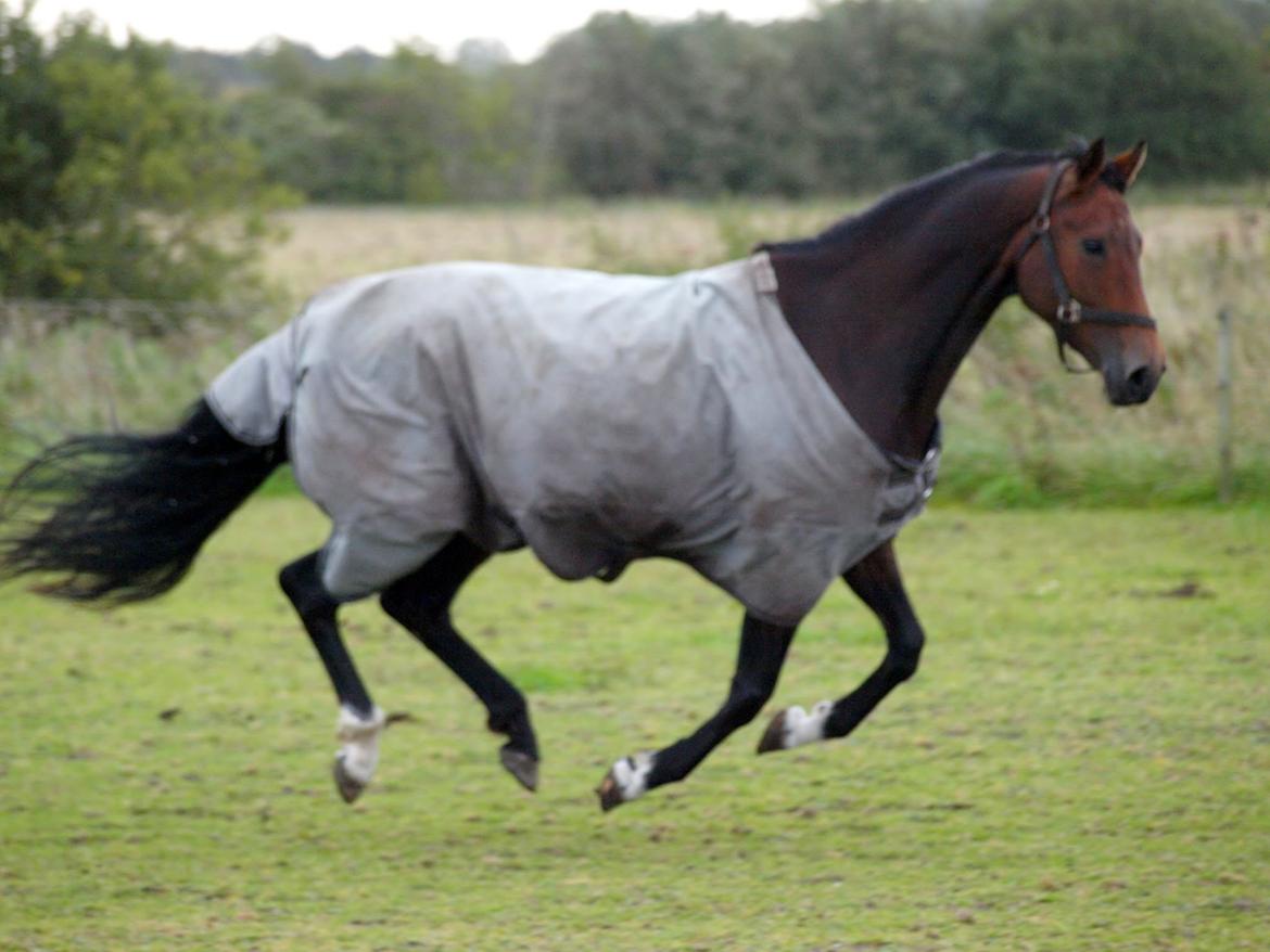 Dansk Varmblod Brusgaards Soulmate - 2013 billede 15