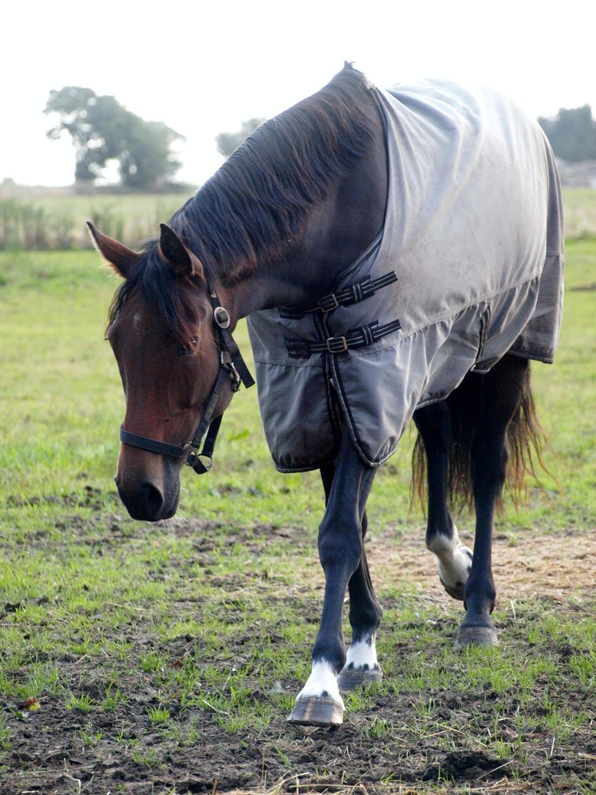 Dansk Varmblod Brusgaards Soulmate - 2013 billede 17