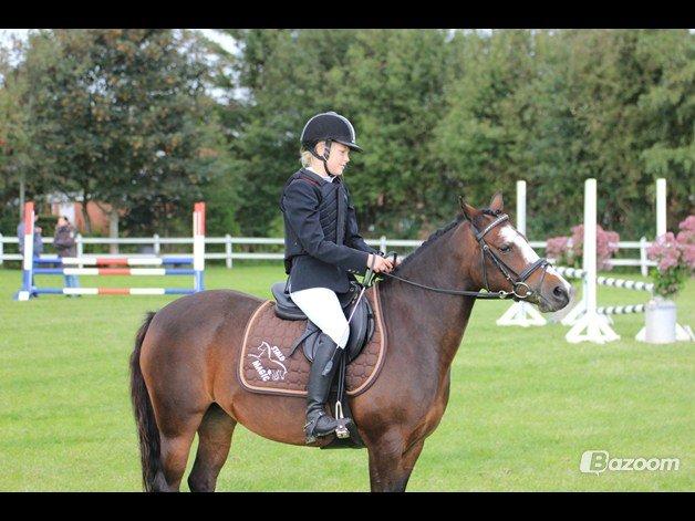 Hollandsk Sportspony Nina. #DISTRIKSMESTER 2013# - Venter på præmie- Sevel billede 2