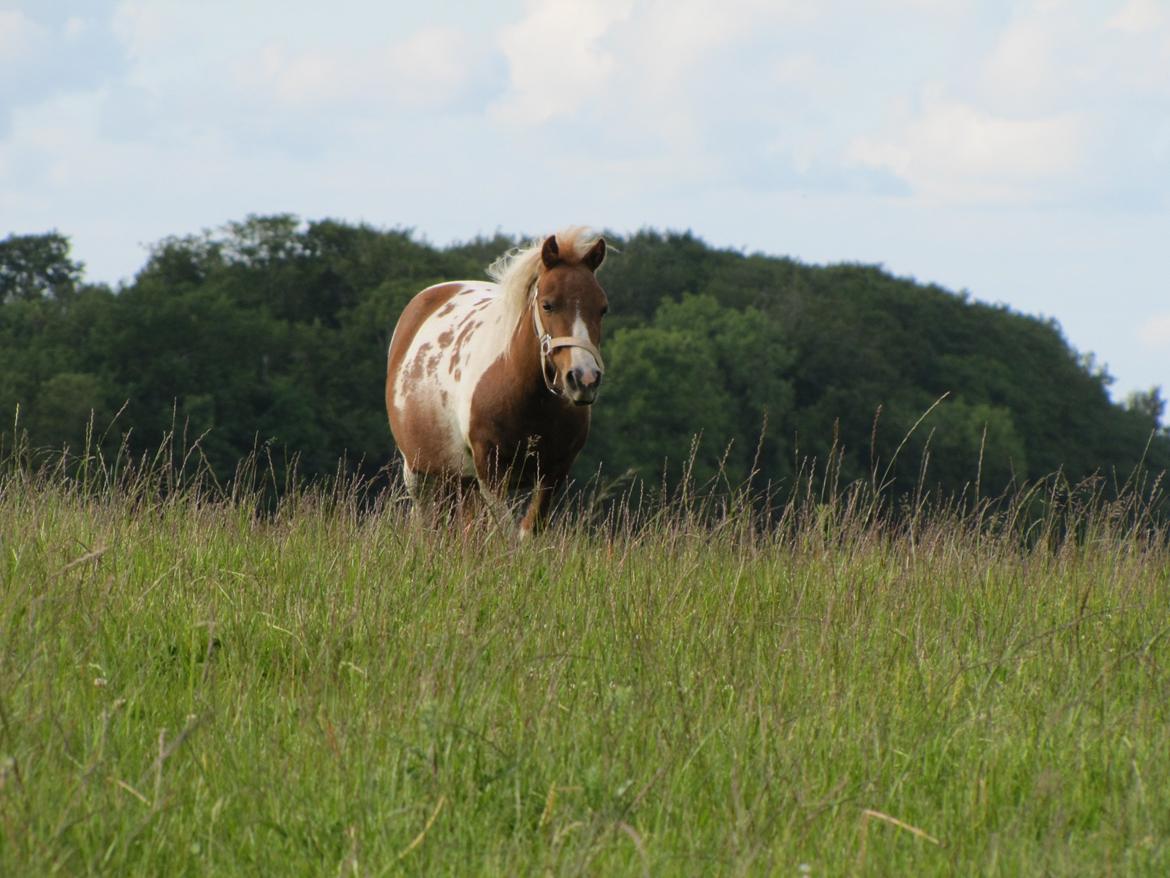 Anden særlig race Merle - Merle ca en mdr før hun skal fole billede 1