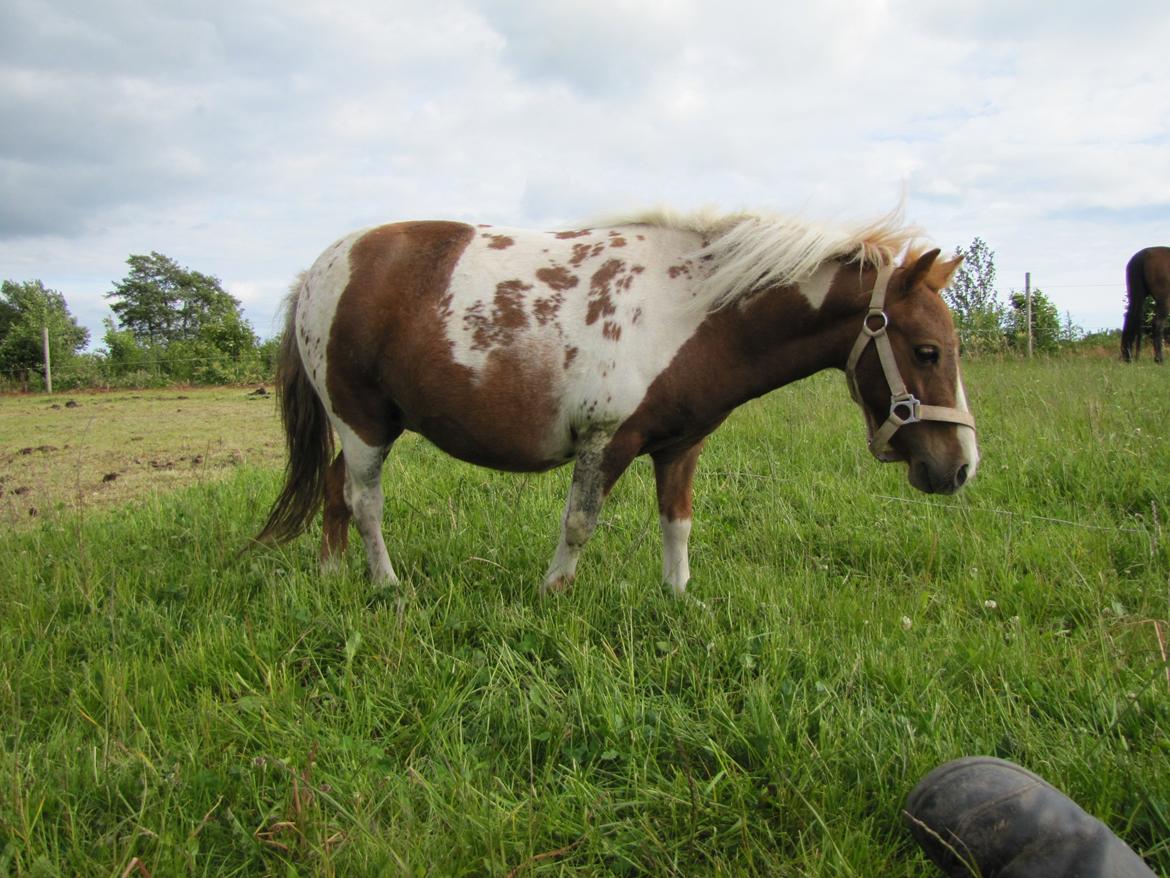 Anden særlig race Merle - Ca 2 uger før foling billede 2