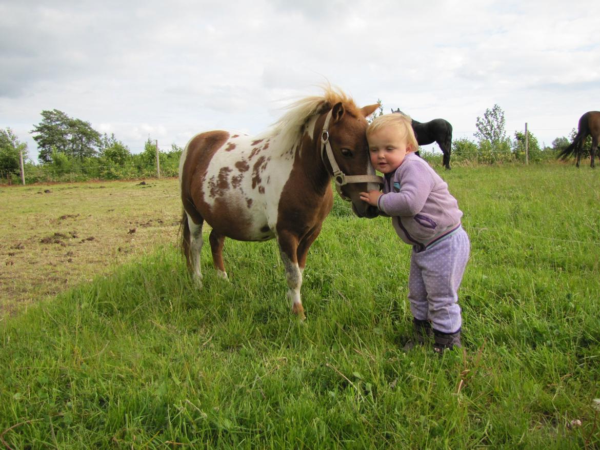Anden særlig race Merle - Frederikke krammer med  Merle billede 3