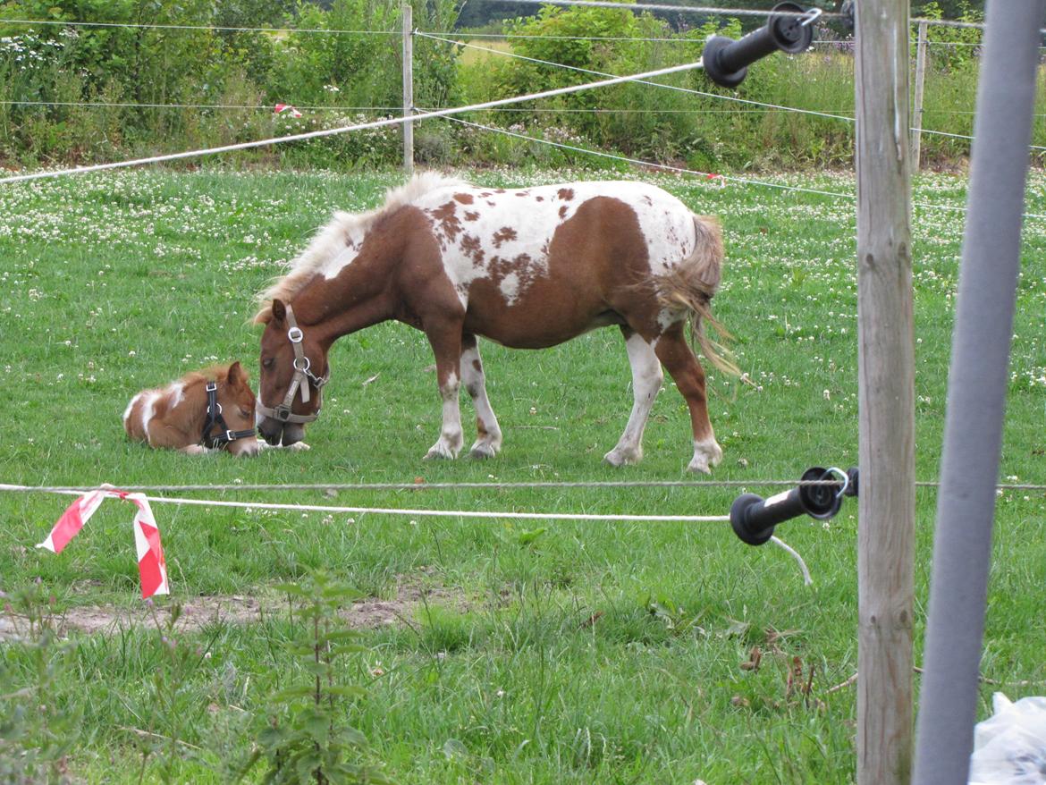 Anden særlig race Merle - Merle er en super god mor billede 4