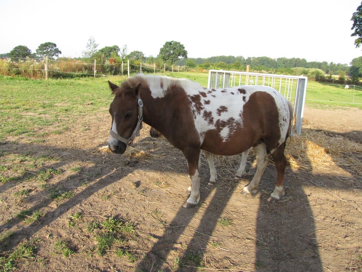 Anden særlig race Merle - Med ny klippet man billede 5