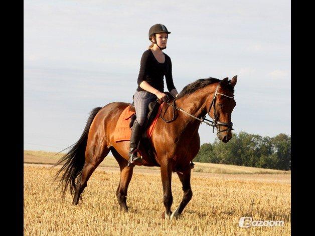 Traver Jonas brix - # 20 FOTOGRAF:Anne Thomsen - Skønne hest!
** virkelig rytter kan høre sin hest hviske, en god rytter kan høre sin hest tale, men en dårlig rytter kan ikke engang høre sin hest råbe billede 19