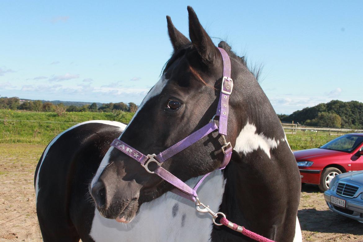 Pinto Star<3 billede 1