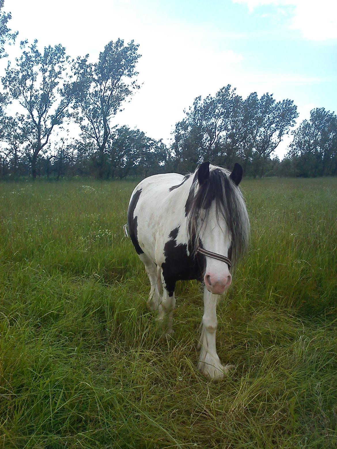 Irish Cob Ulla - Sommeren 2012..! <3 billede 13