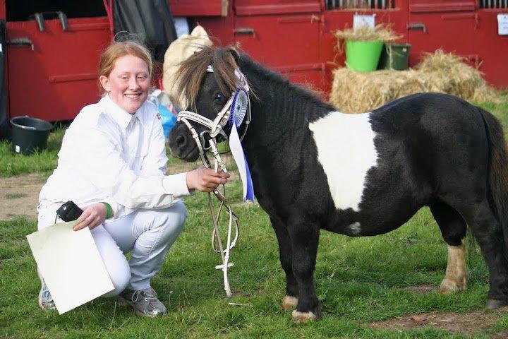 Shetlænder Stjernens Mini-Ness - Store Hestedag 2012! billede 1