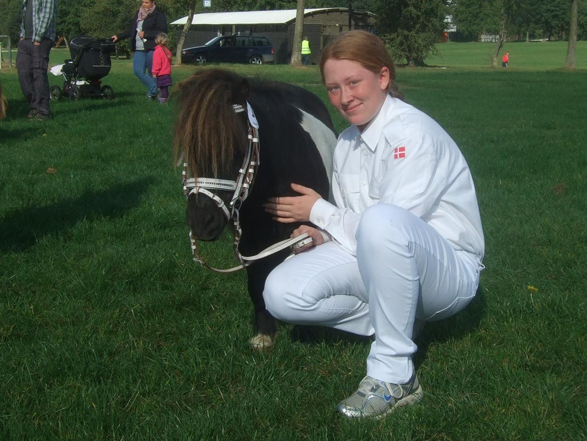 Shetlænder Stjernens Mini-Ness - Venter på at skulle ind til bedømmelse til Store Hestedag 2012 billede 18