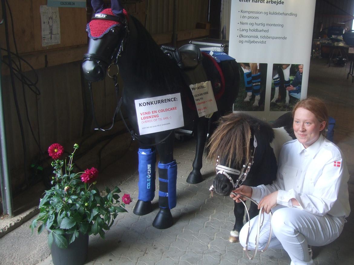 Shetlænder Stjernens Mini-Ness - Ved Coldcare's stand til Store Hestedag billede 19