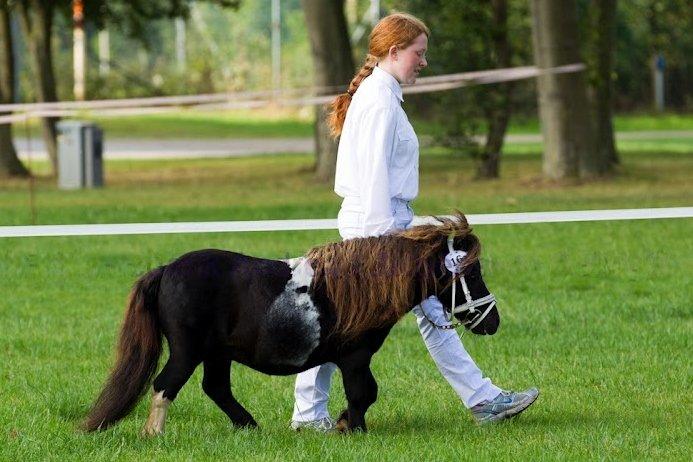 Shetlænder Stjernens Mini-Ness - Til bedømmelse til Store Hestedag 2012 billede 20