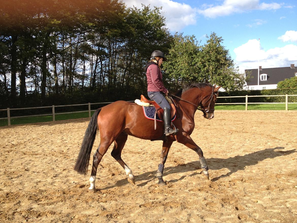 DSP Haahr`s Dumbledore - „Dine drømme først bliver håbløse den dag du opgiver,at forfølge dem.“ billede 18