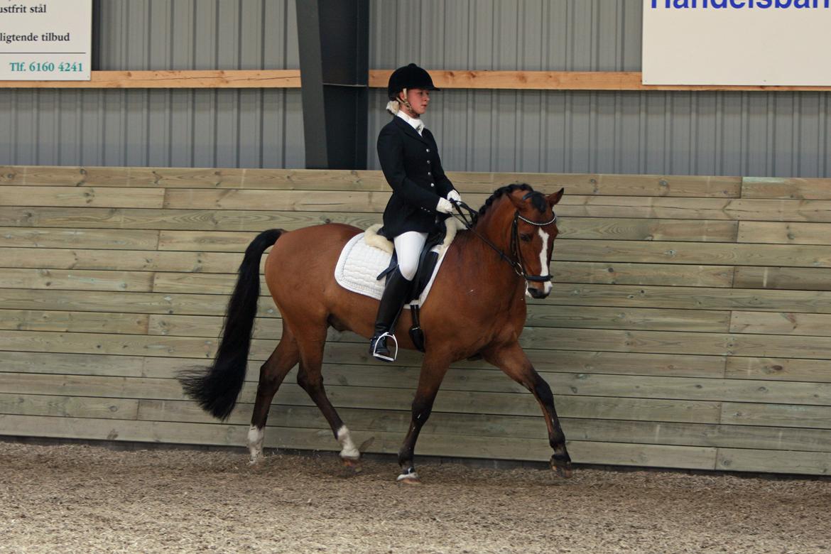 New Forest Fuglekildes macoy - Søde Coys til landsstævnet på Heslegaard :-)
Foto: Sanne Svendsen - Tak billede 19