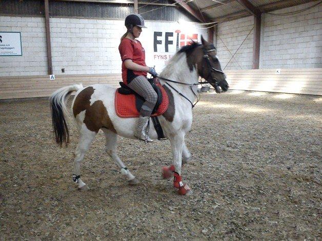 Pinto Rosenlyst's Queen og heart's(tidl. låne) - Lidt uenighed underspringning :P billede 3