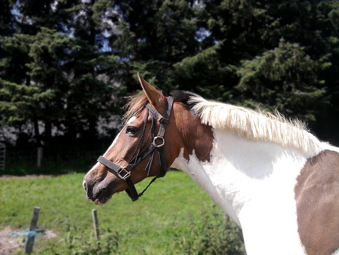 Pinto Rosenlyst's Queen og heart's(tidl. låne) - På folden :D billede 5