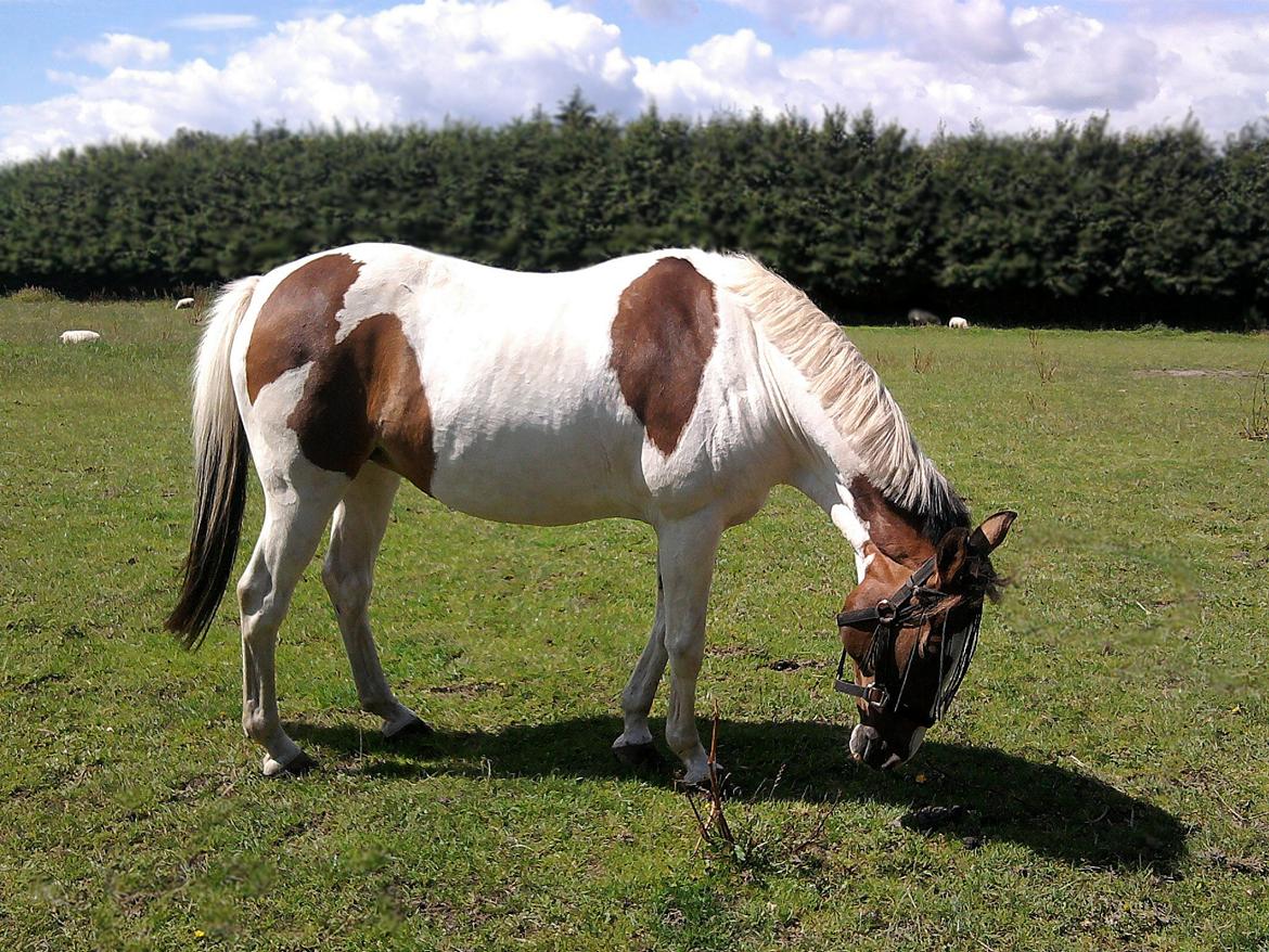 Pinto Rosenlyst's Queen og heart's(tidl. låne) billede 6