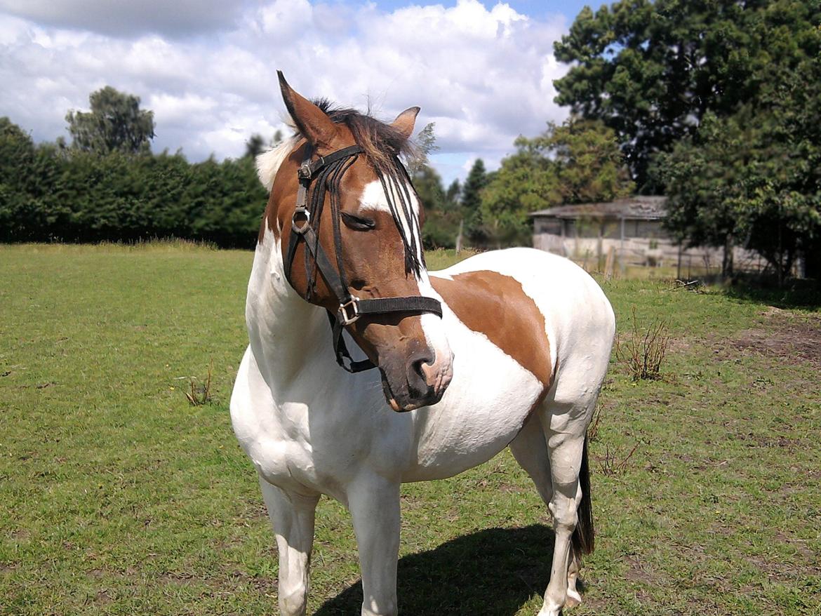 Pinto Rosenlyst's Queen og heart's(tidl. låne) billede 7