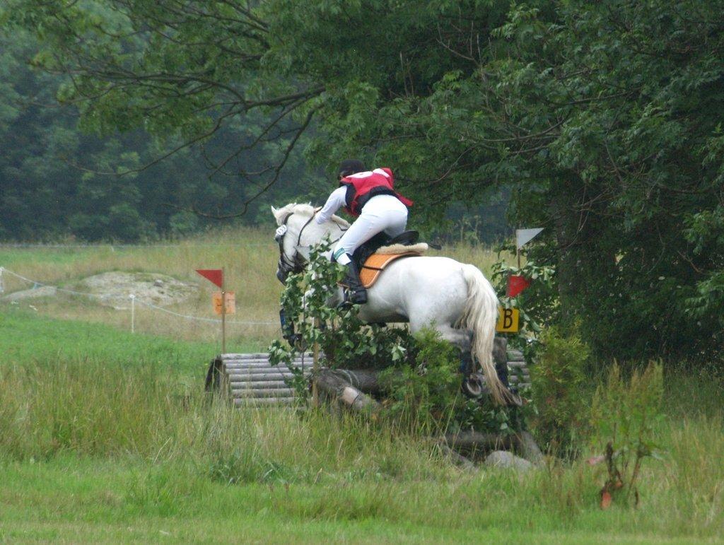 Tysk Sportspony Chica. SOLGT - CNCP* billede 14