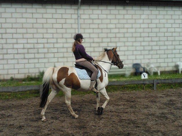 Pinto Rosenlyst's Queen og heart's(tidl. låne) - :D billede 8